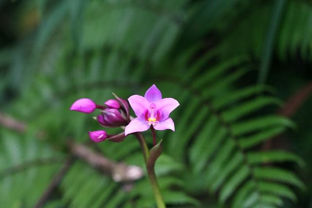 orchid-2100554_640.jpg